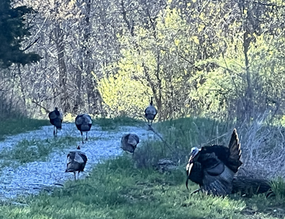 The Moment of Truth: Making an Ethical Shot and What Happens Next…part 3 of 3